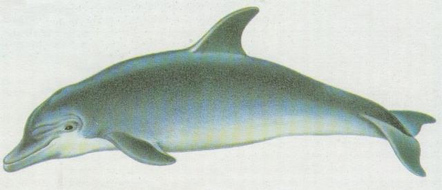 Savci - Kytovci - Delfn obecn (Delphinus delphis)