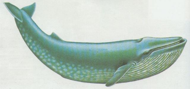 Savci - Kytovci - Plejtvk obrovsk (Balaenoptera musculus)