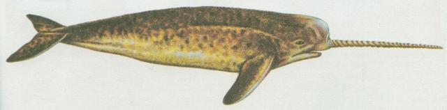 Savci - Kytovci - Narval (Monodon monoceros)