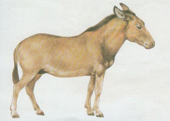 Savci - Lichokopytnci - Osel domc (Equus africanus f. asinus)