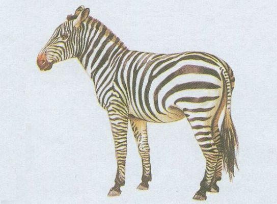 Savci - Lichokopytnci - Zebra Bhmova (Equus quagga bhmi)
