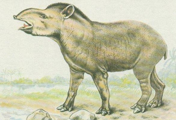 Savci - Lichokopytnci - Tapr indick (Tapirus indicus)