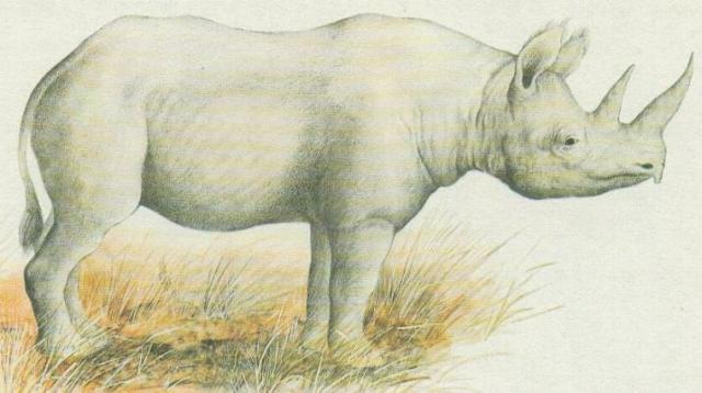 Savci - Lichokopytnci - Nosoroec dvouroh (Diceros bicornis)