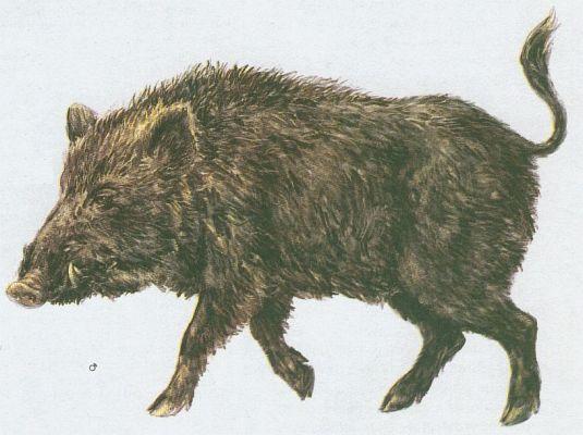 Savci - Sudokopytníci - Prase divoké (Sus scrofa L.)