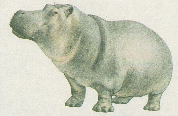 Savci - Sudokopytnci - Hroch obojiveln (Hippopotamus amphibius)