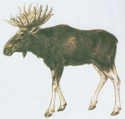 Savci - Sudokopytnci - Los evropsk (Alces alces /L./)