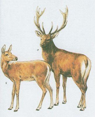 Savci - Sudokopytnci - Jelen evropsk (Cervus elaphus L.)