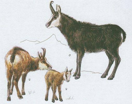 Savci - Sudokopytnci - Kamzk horsk (Rupicarpa rupicarpa /L./)