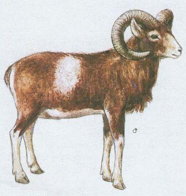 Savci - Sudokopytnci - Muflon (Ovis musimon Pall.)
