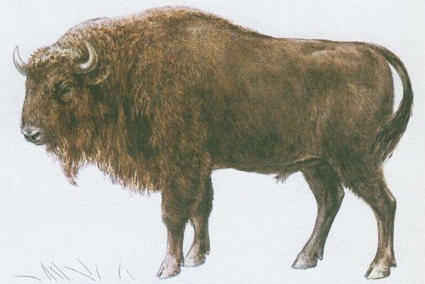 Savci - Sudokopytnci - Zubr (Bison bonasus /L./)