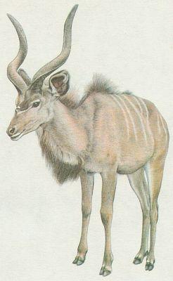 Savci - Sudokopytn�ci - Kudu velk� (Tragelaphus strepsiceros)