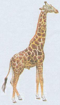 Savci - Sudokopytnci - irafa mramorovan (Giraffa camelopardalis)