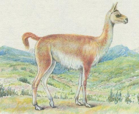 Savci - Sudokopytnci - Lama huanako (Lama guanicoe)