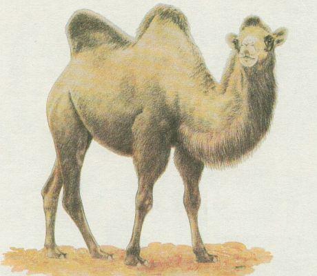 Savci - Sudokopytnci - Velbloud dvouhrb (Camelus ferus f. bactrianus)
