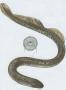 Kruhost - Mihule mosk (Petromyzon marinus L.)