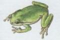 Obojivelnci - Bezocas - Rosnika zelen (Hyla arborea /L./)
