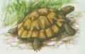 Plazi - elvy - elva lutohnd (Testudo graeca)