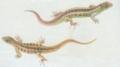 Plazi - upinat - Jetrka obecn (Lacerta agilis L.)