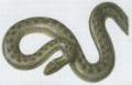 Plazi - upinat - Uovka hladk (Coronella austriaca Laur.)