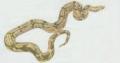 Plazi - upinat - Hrozn krlovsk (Boa constrictor)