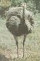 Ptci - Bci - Nandu pampov (Ruda americana)