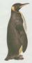 Ptci - Tuci - Tuk patagnsk (Aptenodytes patachonica)