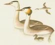 Ptci - Potpky - Potpka roh (Podiceps cristatus /L./)
