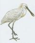 Ptci - Veslonoz - Pelikn bl (Pelecanus onocrotalus)