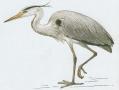 Ptci - Brodiv - Volavka popelav (Ardea cinerea L.)