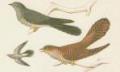 Ptci - Kukaky - Kukaka obecn (Cuculus canorus L.)