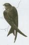 Ptci - Sviouni - Rors obecn (Apus apus /L./)