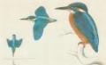 Ptci - Srostloprst - Ledek n (Alcedo atthis /L./)