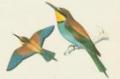 Ptci - Srostloprst - Vlha pestr (Merops apiaster L.)