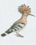 Ptci - Srostloprst - Dudek chocholat (Upupa epops L.)