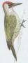 Ptci - plhavci - luna zelen (Picus viridis L.)