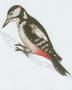 Ptci - plhavci - Strakapoud velk (Dendrocopos major /L./)
