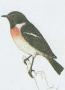 Ptci - Pvci - Brambornek hnd (Saxicola rubetra /L./)