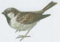 Ptci - Pvci - Vrabec domc (Passer domesticus /L./)