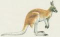 Savci - Vanat - Klokan rud (Macropus rufus)
