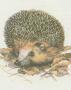 Savci - Hmyzoravci - Jeek vchodn (Erinaceus concolor Mert.)