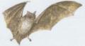 Savci - Letouni - Vrpenec velk (Rhinolophus ferrumequinum /Schreb./)