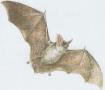 Savci - Letouni - Netopr velk (Myotis myotis /Bork./)