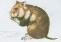 Nsledujc obrzek