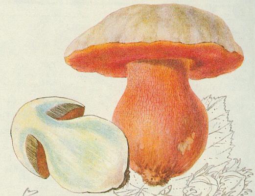 Houby - H�ib satan 