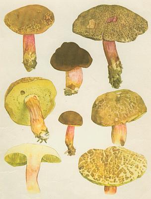 Houby - H�ib �lutomas� 