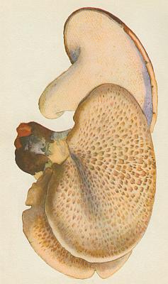 Houby - Choro� �upinat� 