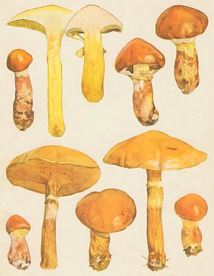 Houby - Klouzek mod��nov� 