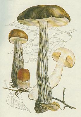 Houby - Koz�k b�ezov� 