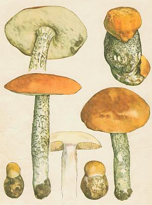 Houby - K�emen�� b�ezov� 