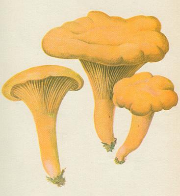 Houby - Li�ka obecn� 